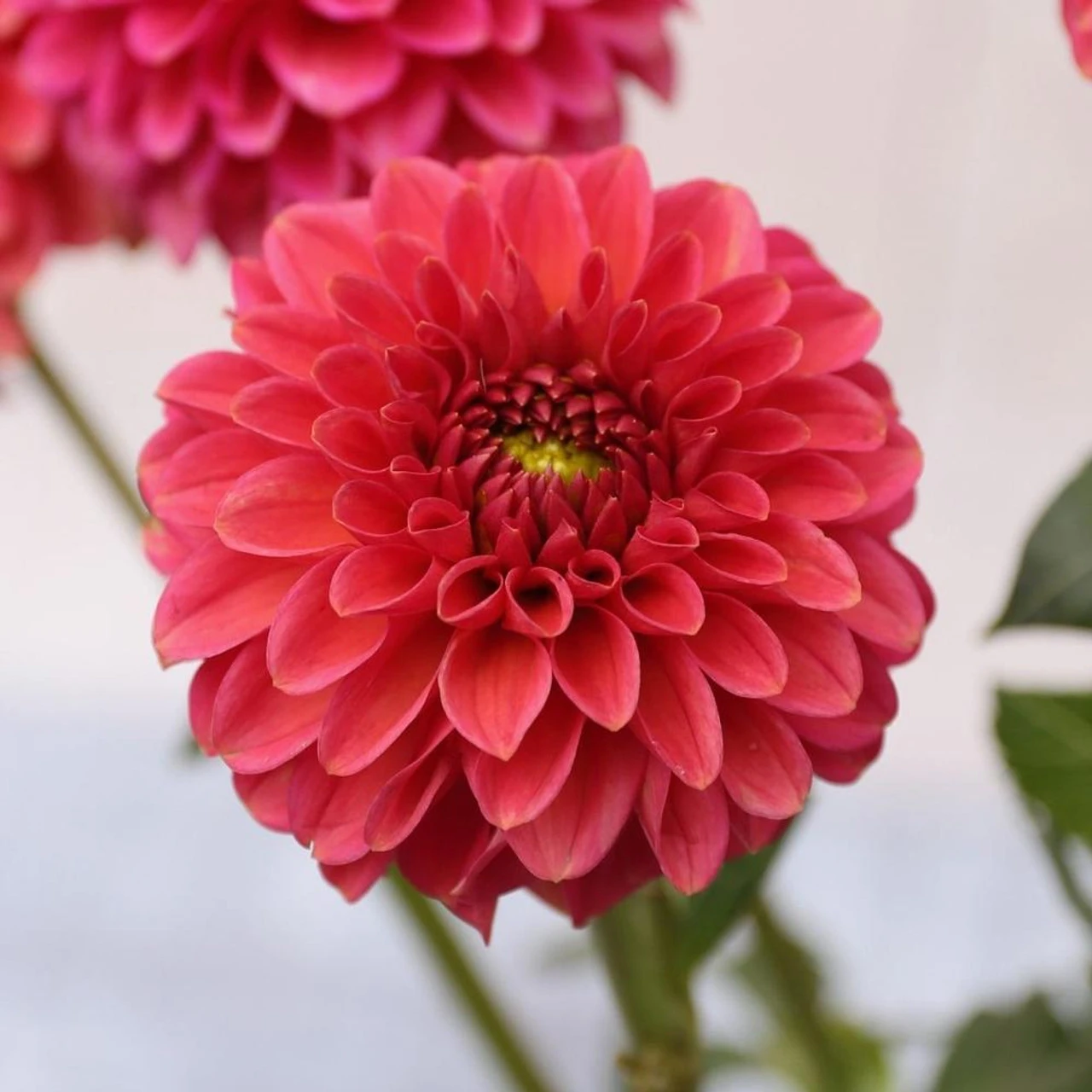 Dahlia Ball Zundert Mystery Fox - Image 5