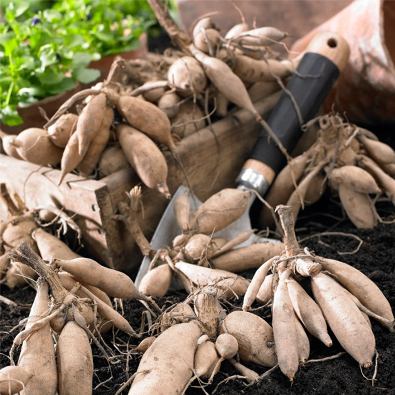 Dahlia Waterlily Priceless Pink & Serkan - Image 2