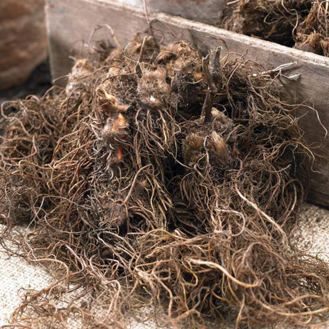 Astilbe Chinesis Gloria Purpurea - Image 2