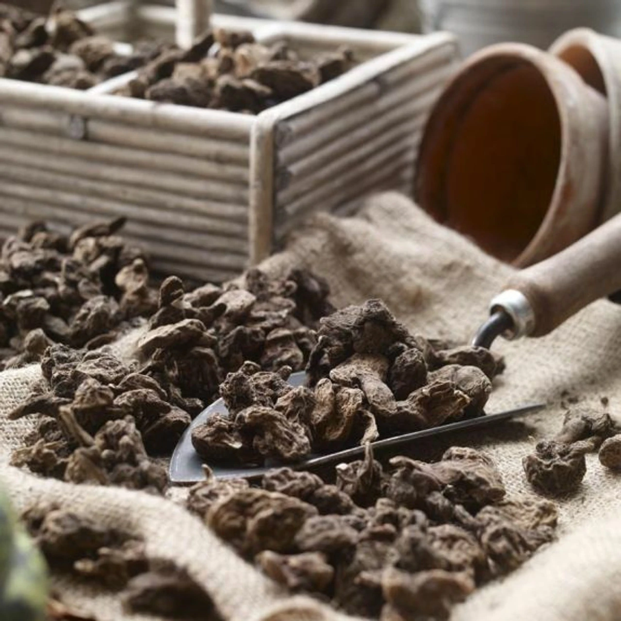 Anemone De Caen Assorted (Spring) - Image 2