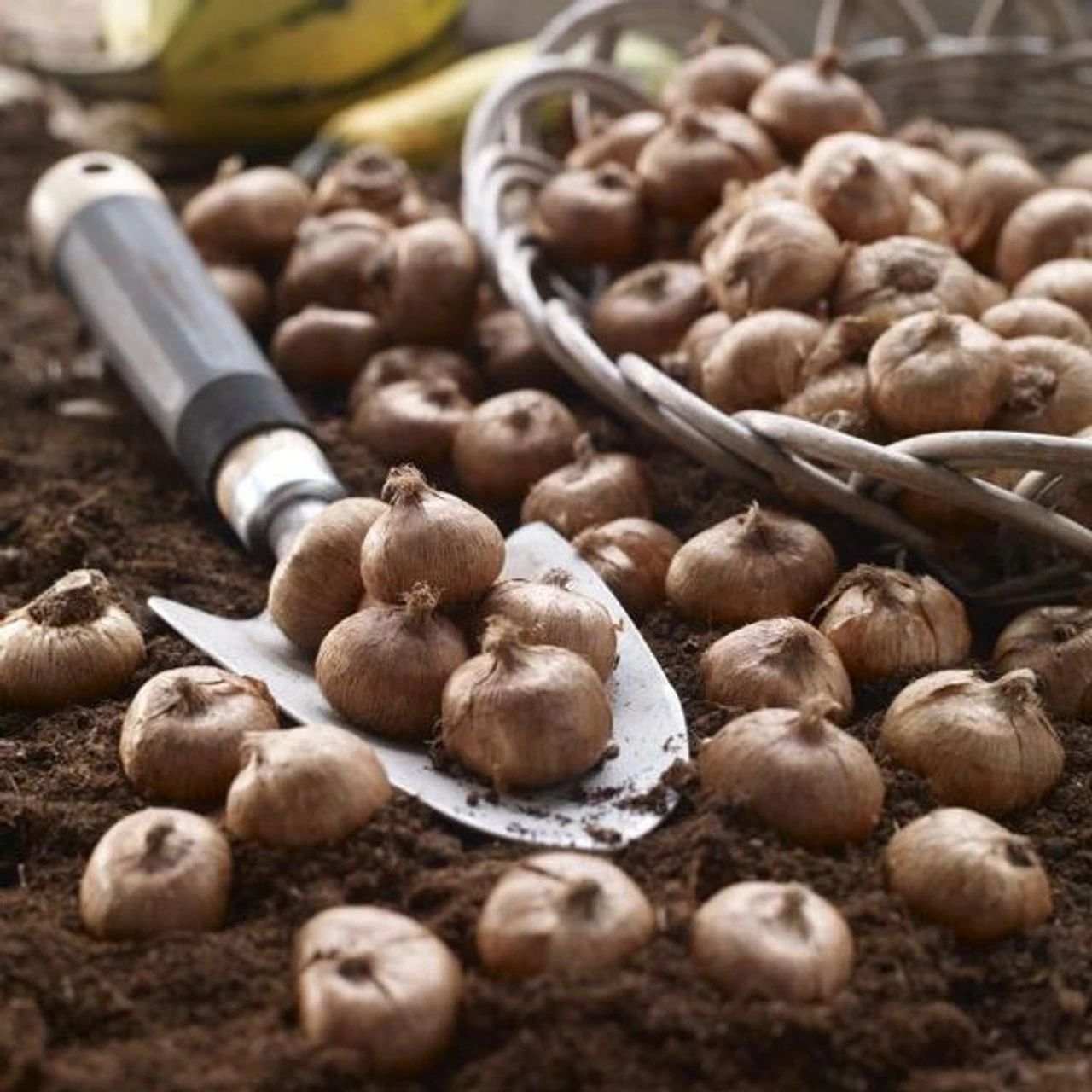 Crocus Ruby Giant & Crocus Pickwick - Image 2