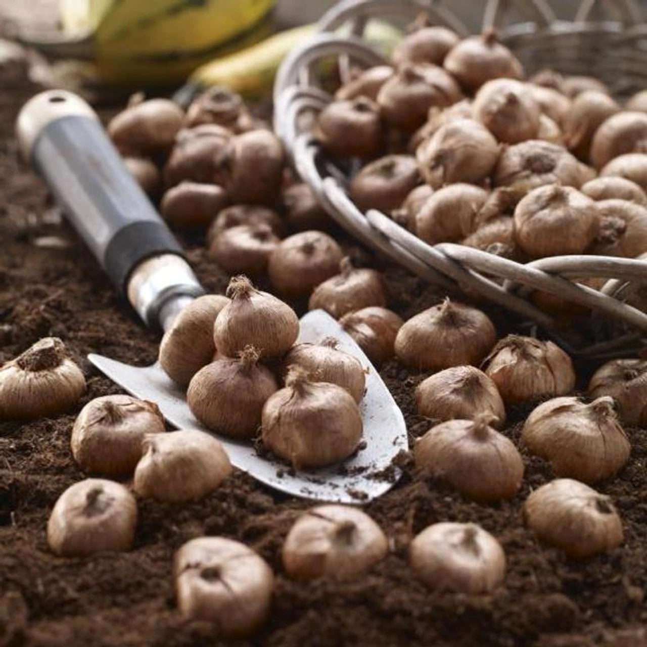 Crocus Species Romance & Ruby Giant - Image 4