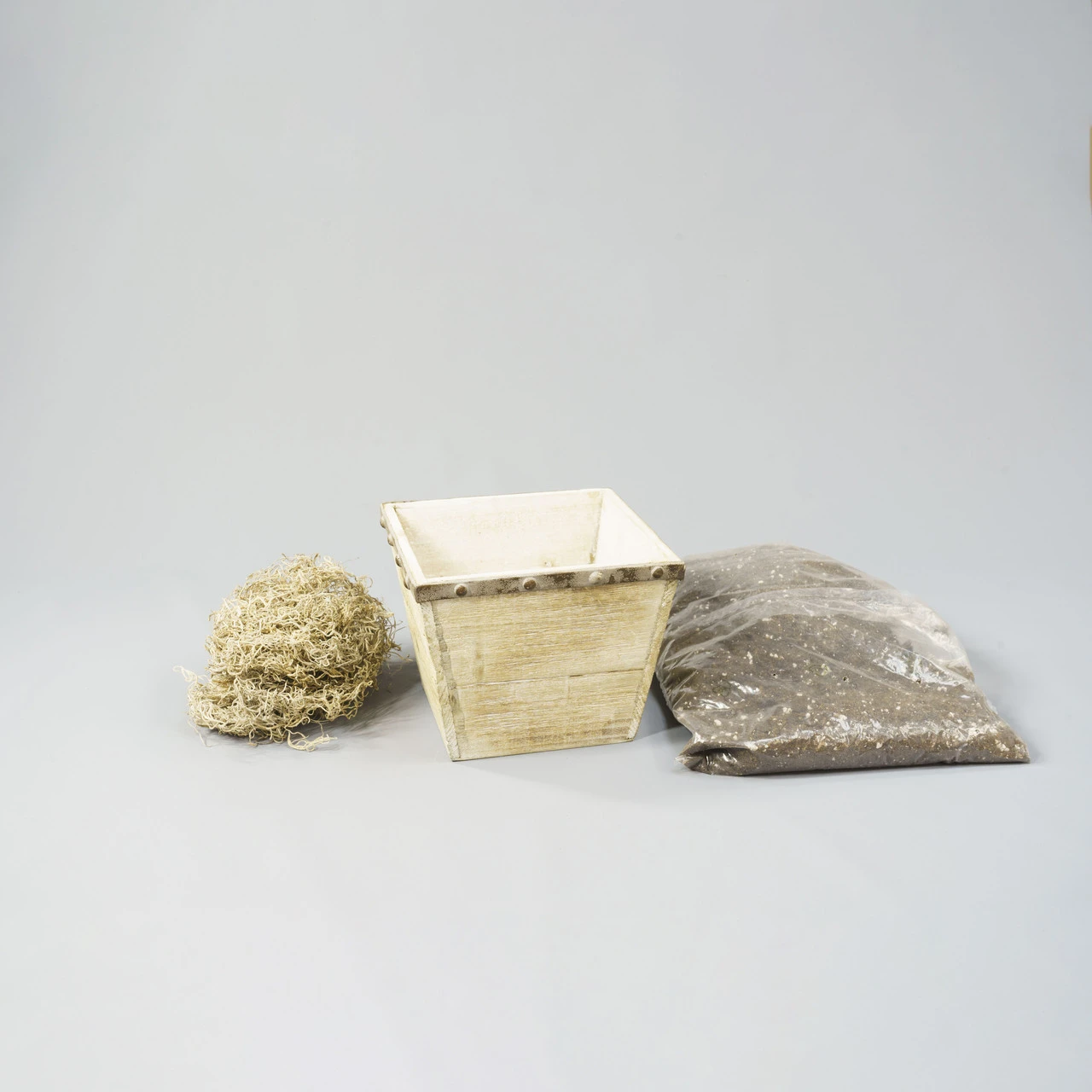 Amaryllis With Weathered Wood Pot Growing Kit - Image 4