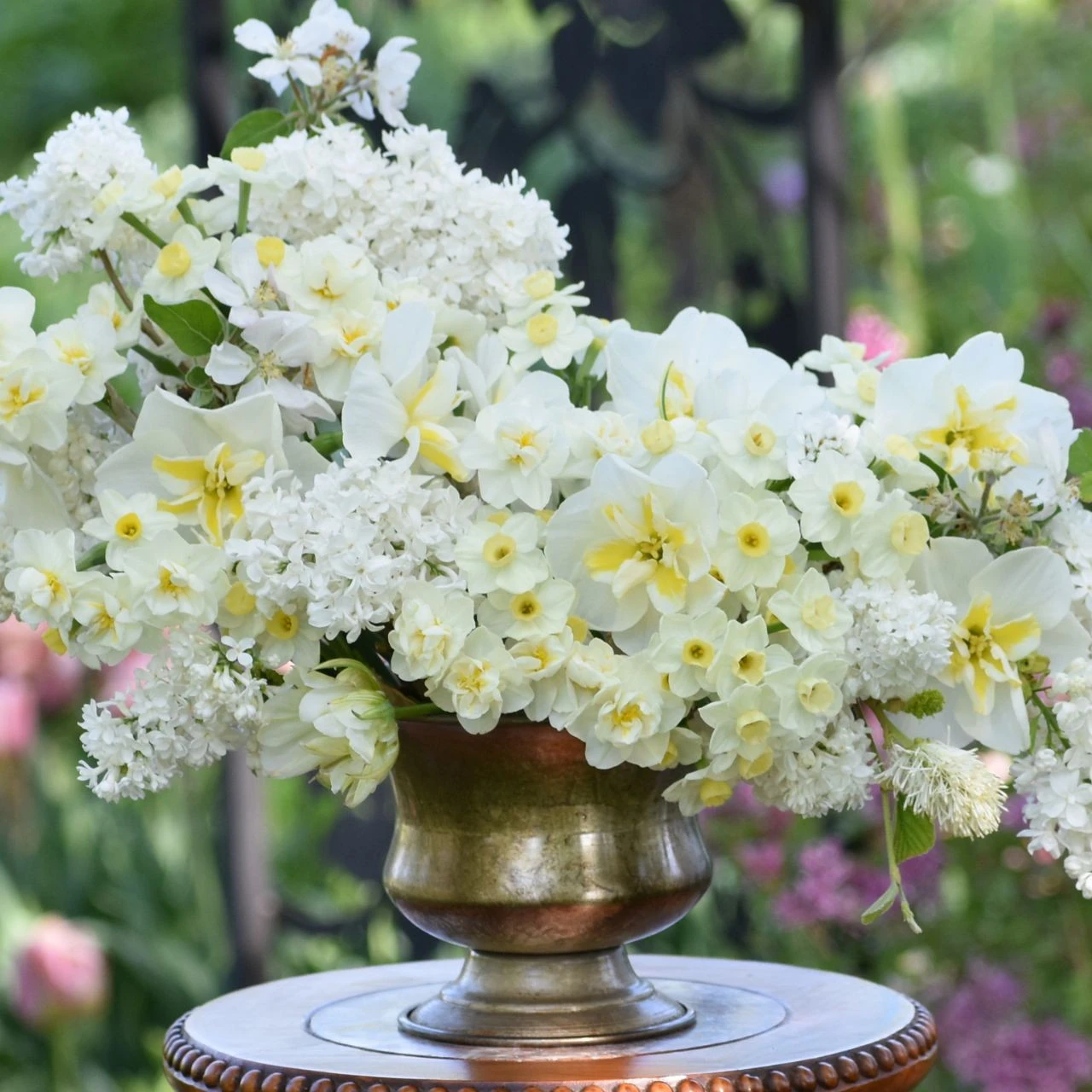 Daffodil Tazetta Avalanche - Image 2