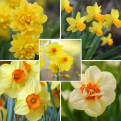 Daffodil Assorted Long-Blooming Orange Daffodil Collection