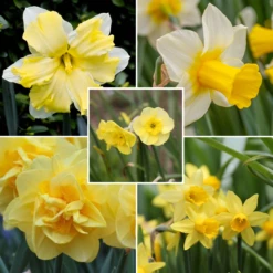 Daffodil Assorted Long-Blooming Yellow Daffodil Collection