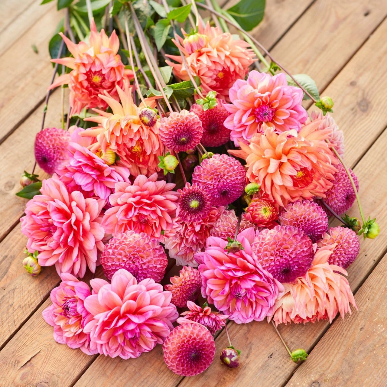 Dahlia Assorted Sedona Collection