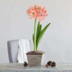 Amaryllis With Weathered Wood Pot Growing Kit