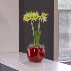 Amaryllis Evergreen With Globe Pot Growing Kit