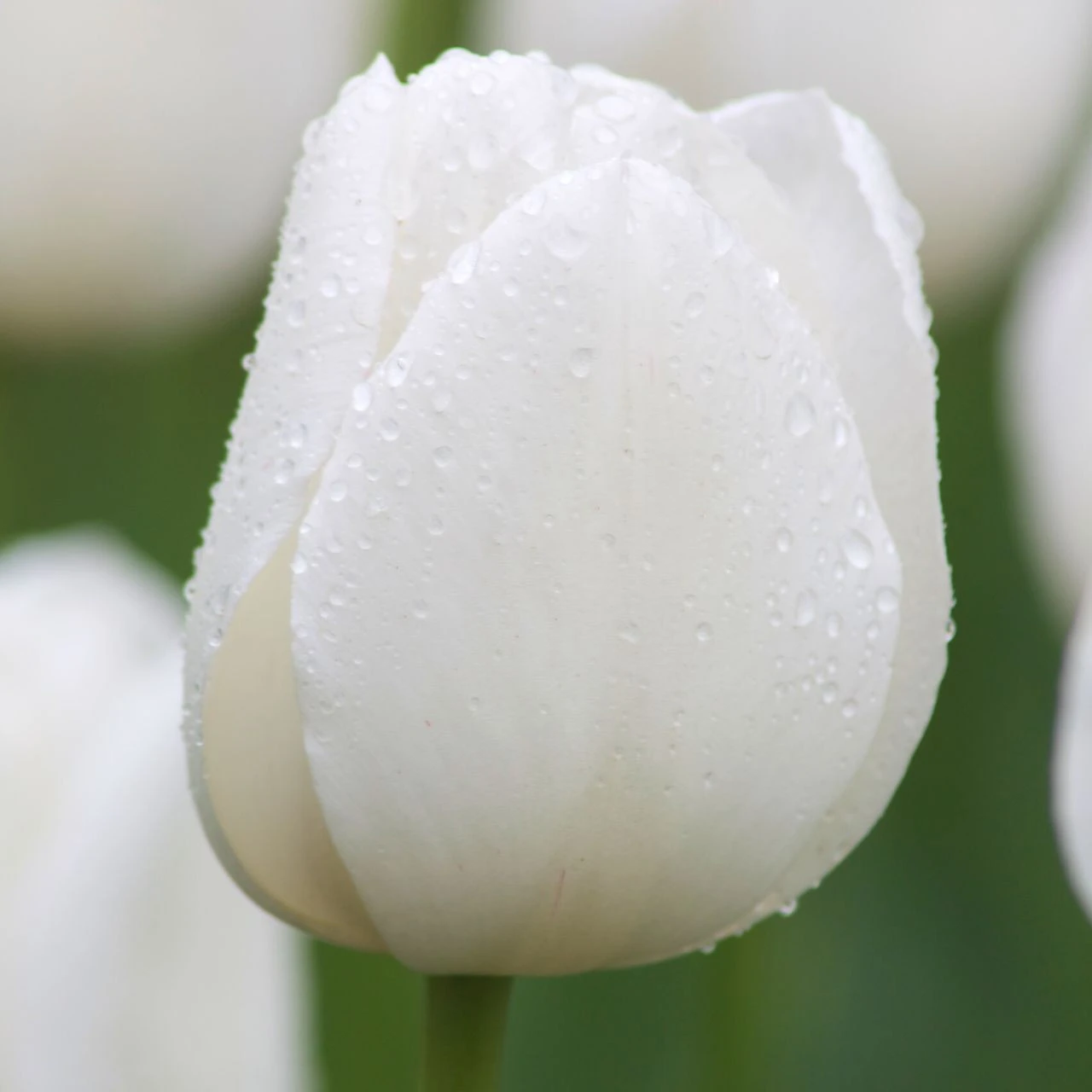 Tulip Darwin Hybrid Hakuun