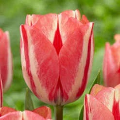 Tulip Triumph Spryng Break