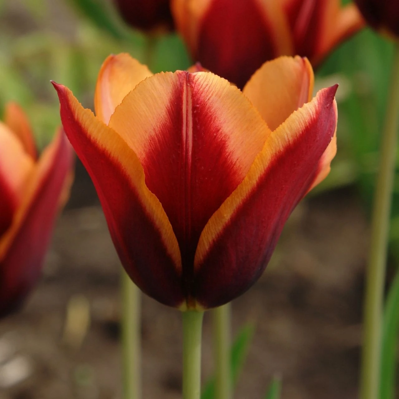 Tulip Triumph Slawa