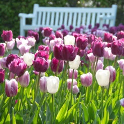 Tulip Triumph Berry Blush Mix - Bulk Offer