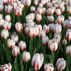 Tulip Triumph Carnaval De Rio - Bulk Offer