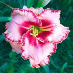 Daylily Lies And Lipstick