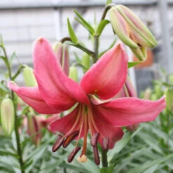 Lily Martagon Martha