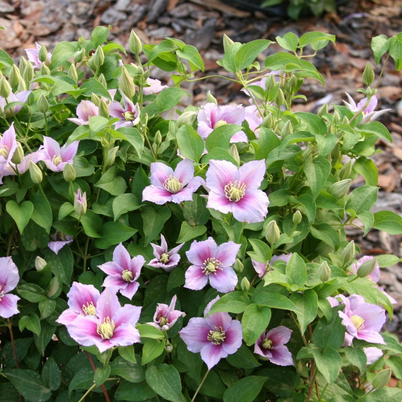 Clematis Standard Little Duckling - Image 2