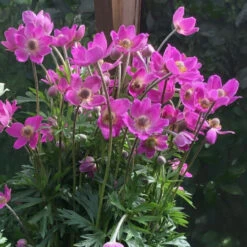 Anemone Sylvestris Spring Beauty Pink