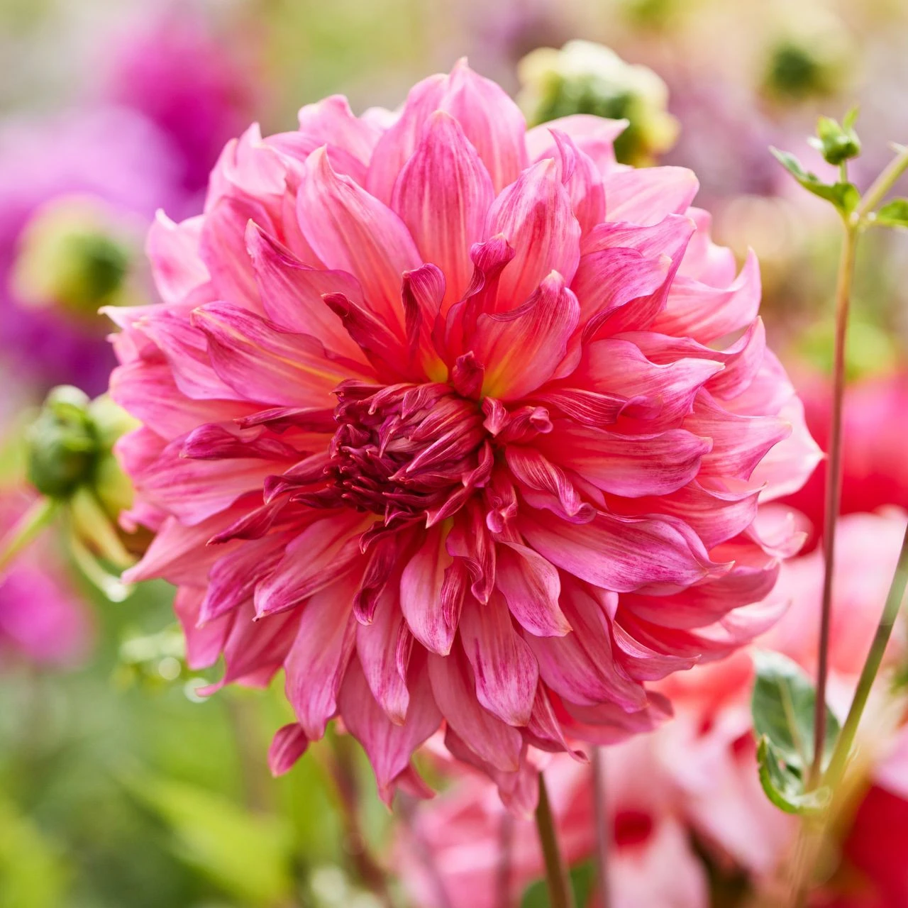 Dahlia Dinnerplate Islander