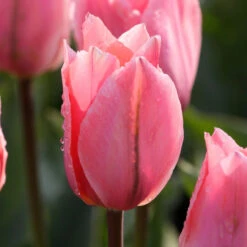 Tulip Fosteriana Albert Heijn