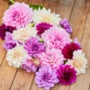 Dahlia Dinnerplate Summer Spritz Collection