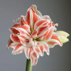Amaryllis Double Dancing Queen