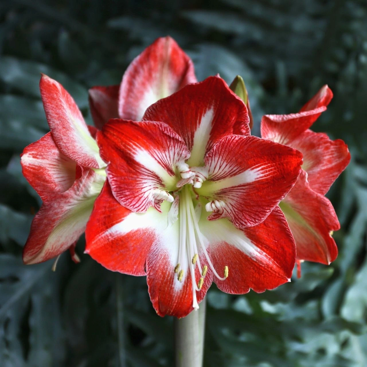 Amaryllis Single Minerva - Image 2
