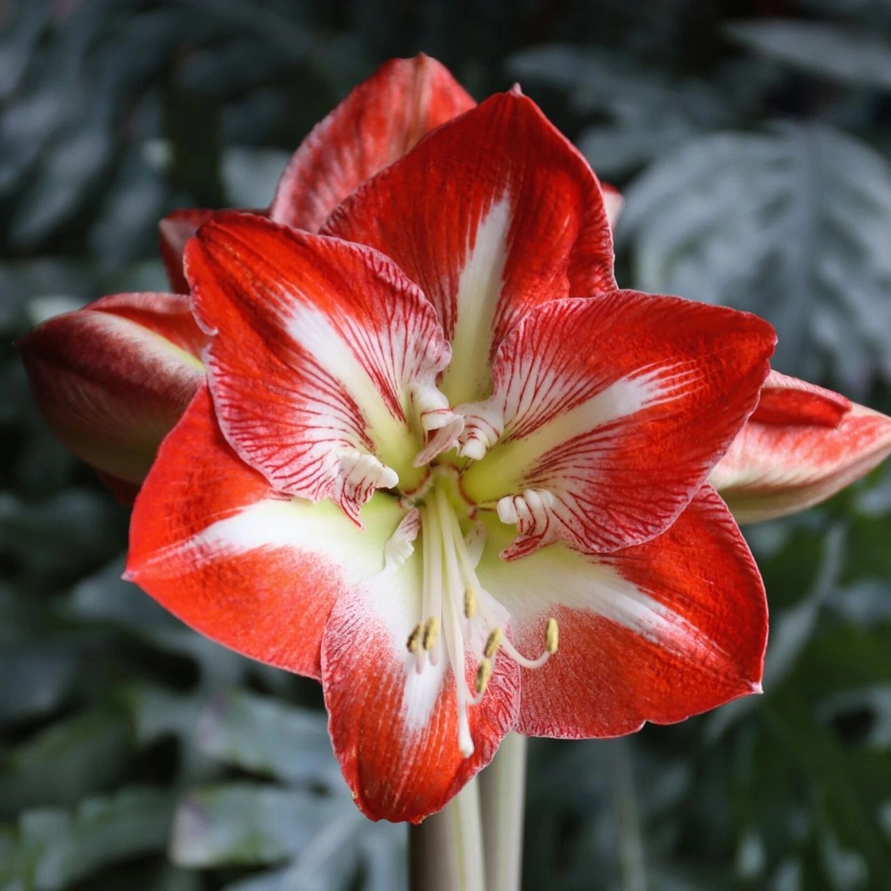 Amaryllis Single Minerva