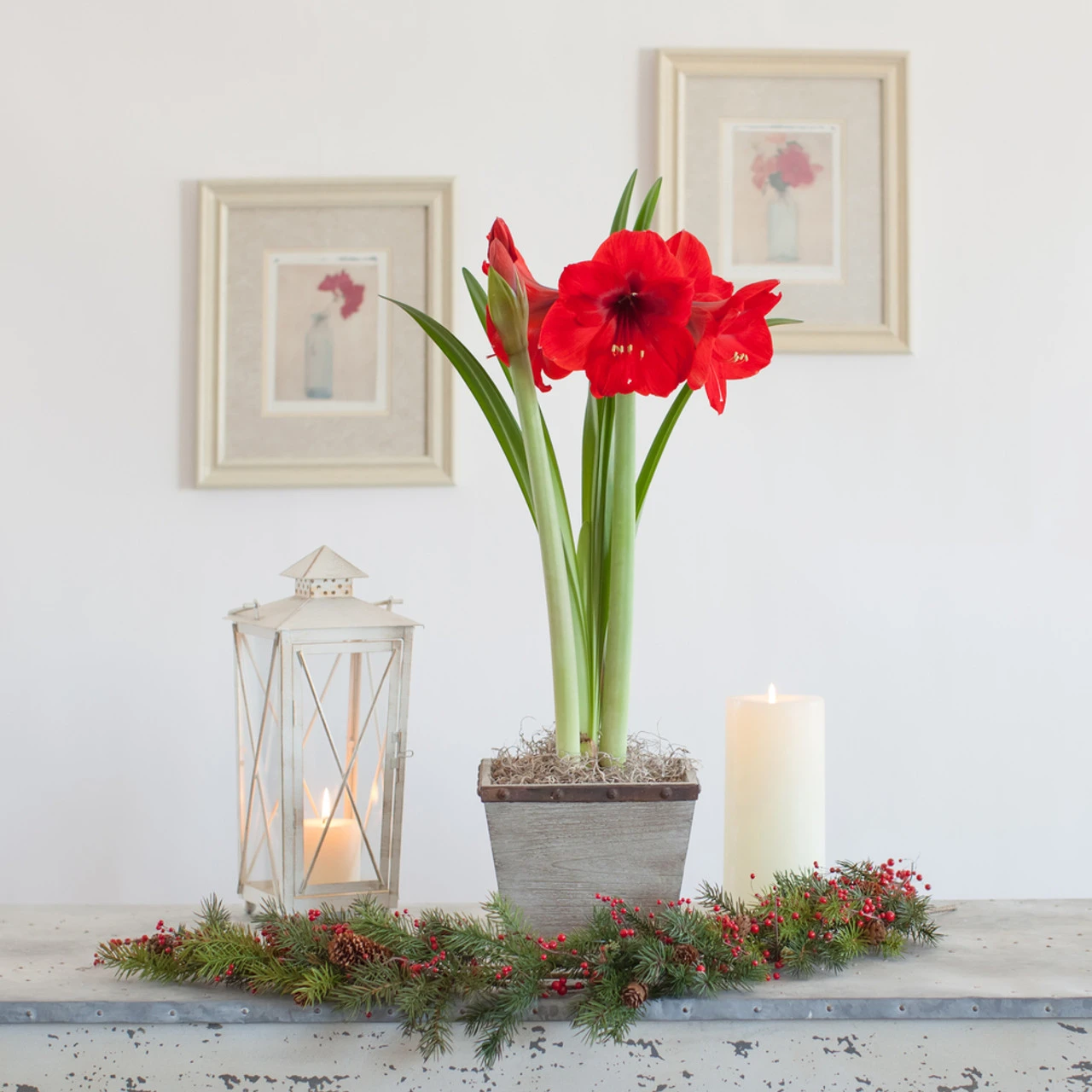 Amaryllis With Weathered Wood Pot Growing Kit - Image 2