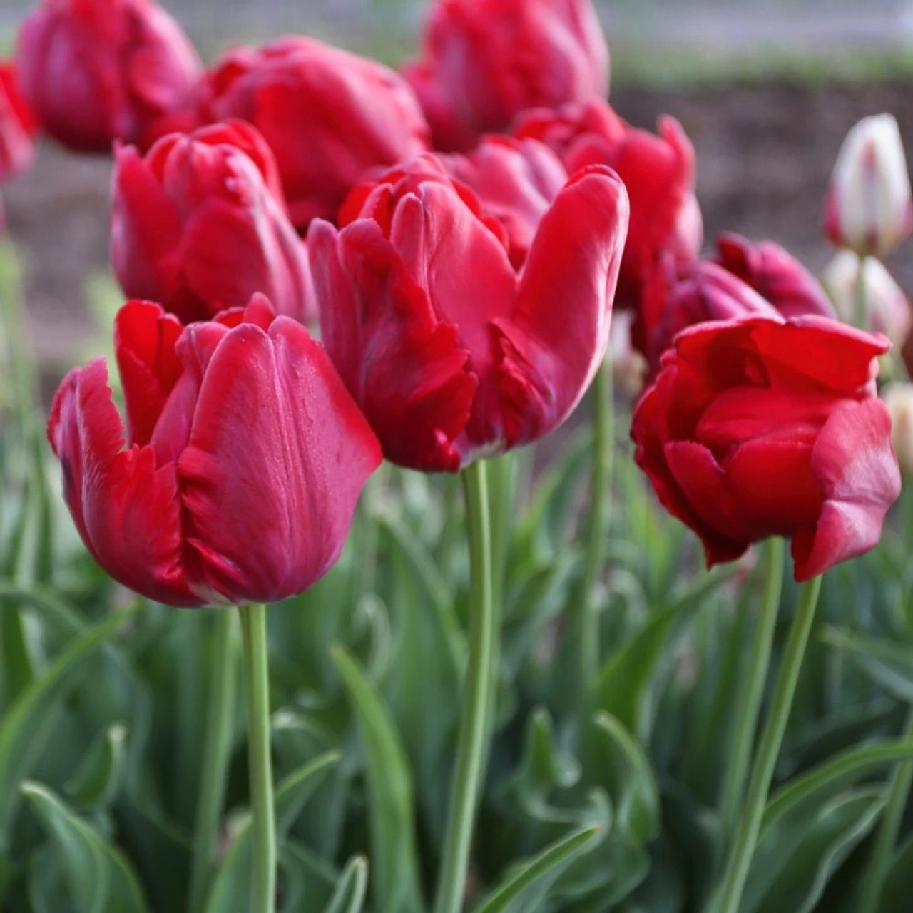 Tulip Parrot Red Madonna - Image 2