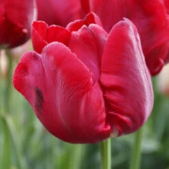 Tulip Parrot Red Madonna