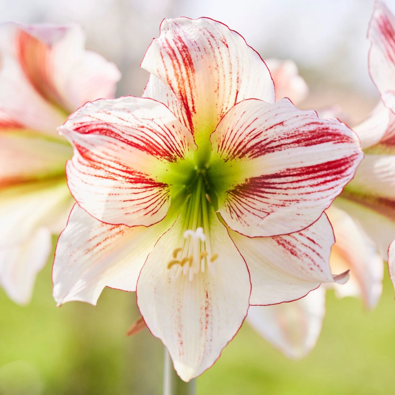 Amaryllis Single Ambiance