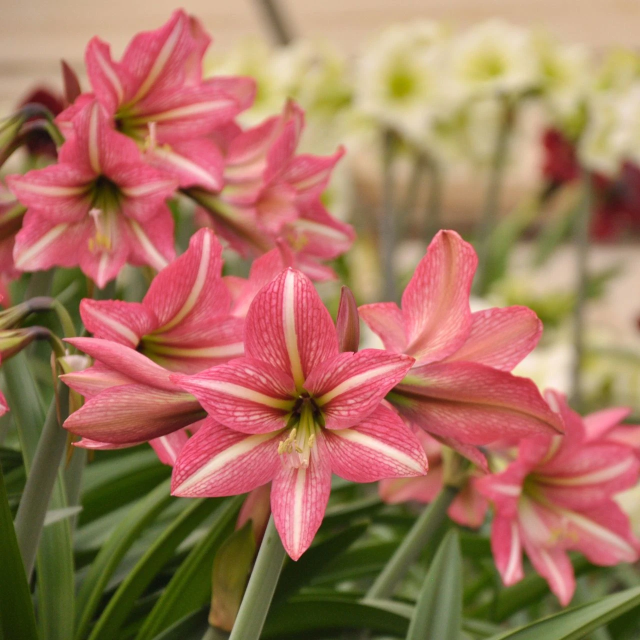 Amaryllis Single Pinkolo - Image 2