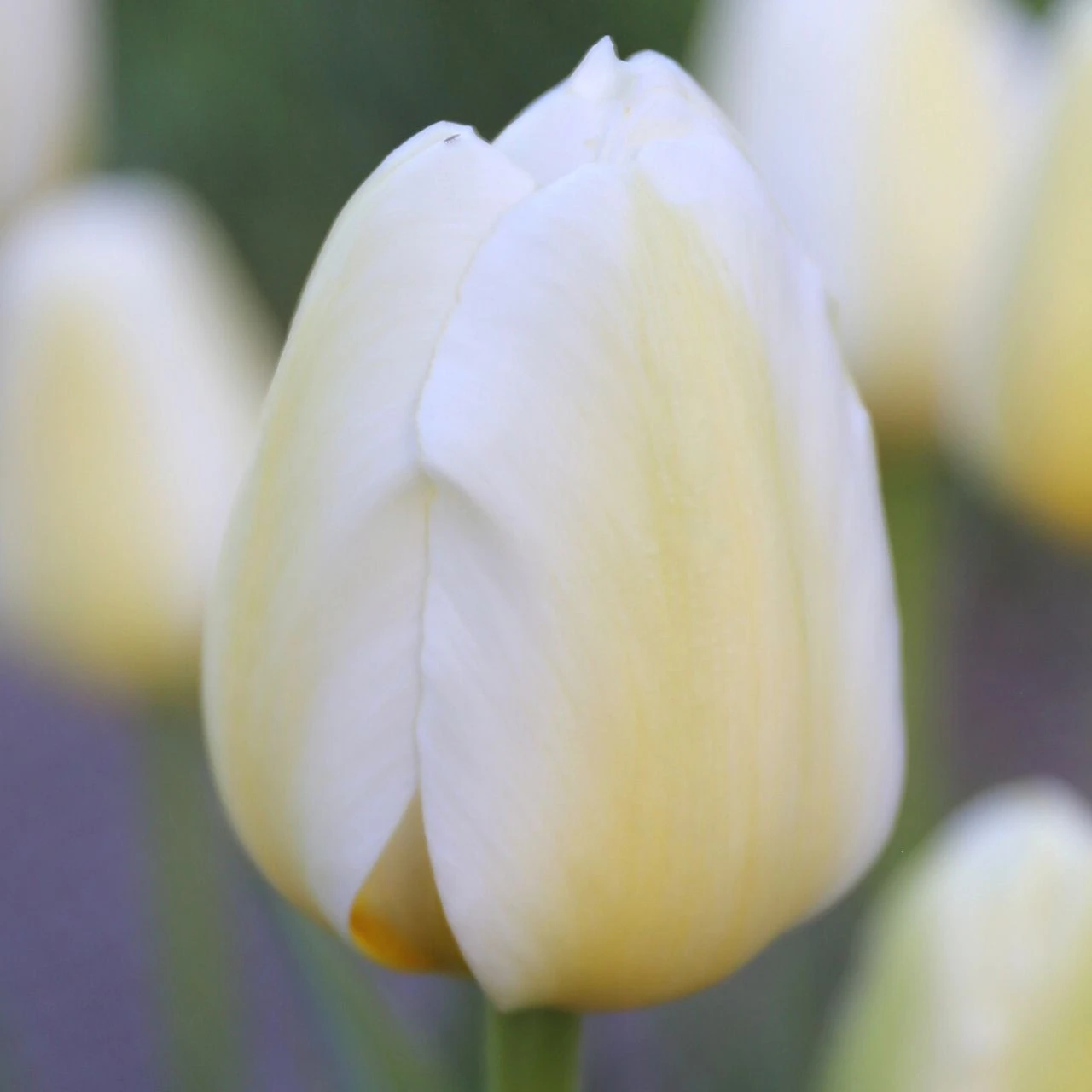 Tulip Triumph Pays Bas