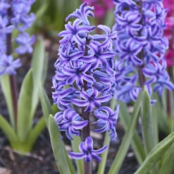 Hyacinth Orientalis Blue Jacket