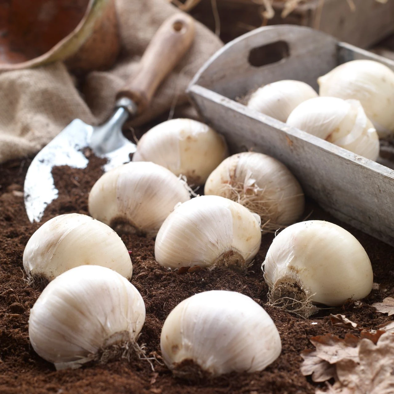 Allium Giant Gladiator - Bulk Offer - Image 4