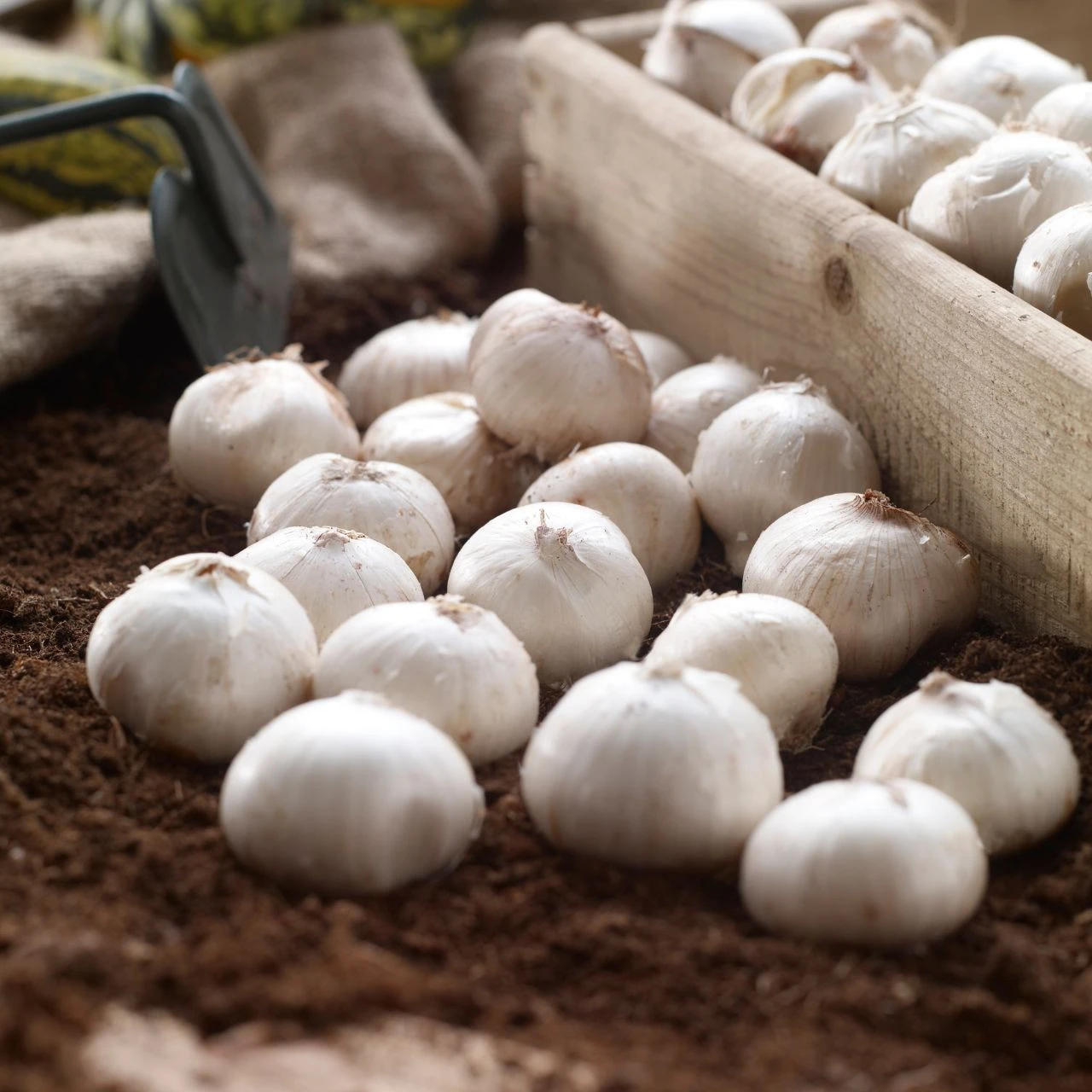 Allium Forelock - Image 5