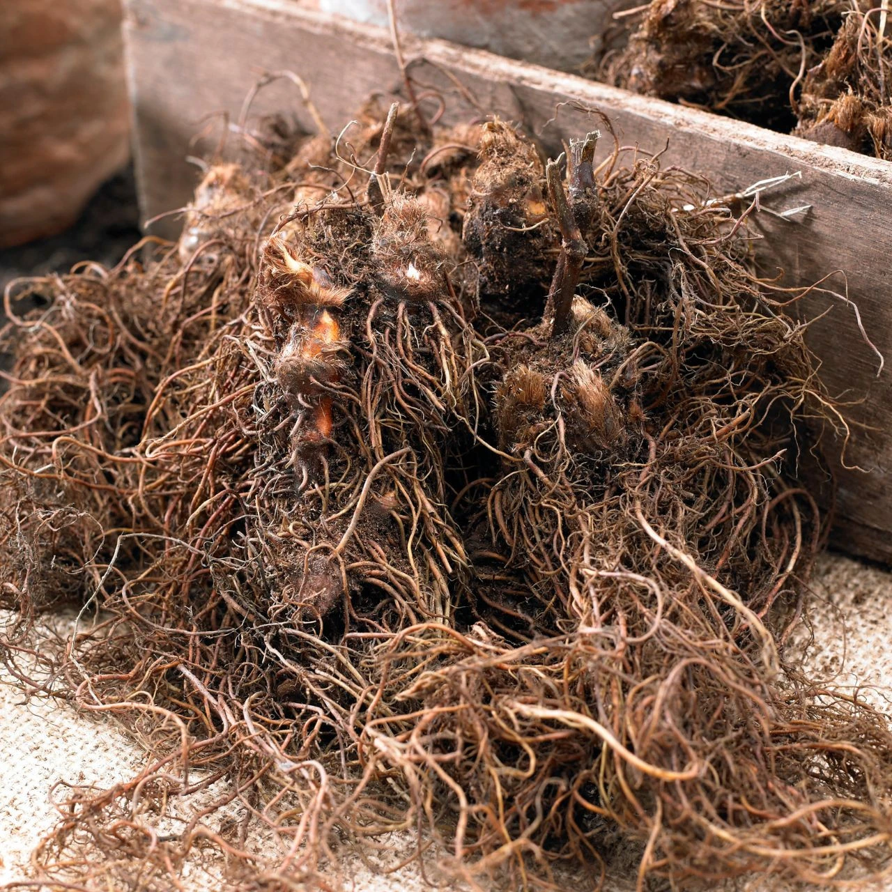 Astilbe Chinensis Purple Rain - Image 3