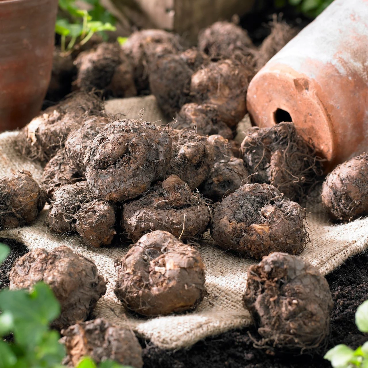 Begonia Upright Double Roseform Pink & Picotee White - Image 3