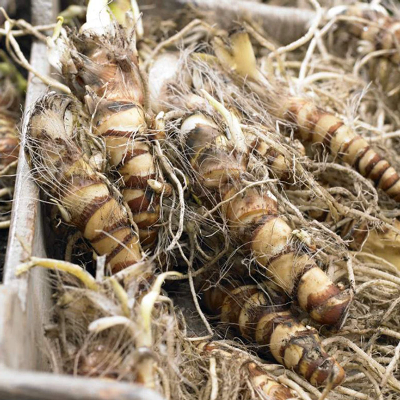 Canna Assorted Mix - Bulk Offer - Image 2