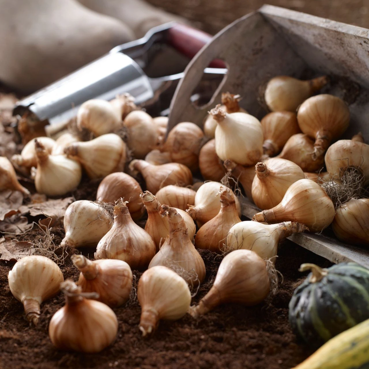 Daffodil Cyclamineus Jetfire - Image 5