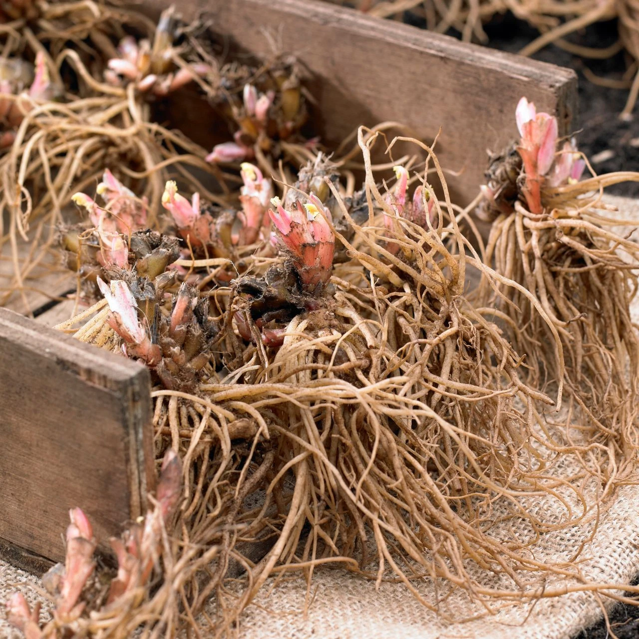 Dicentra Formosa Burning Hearts - Image 3