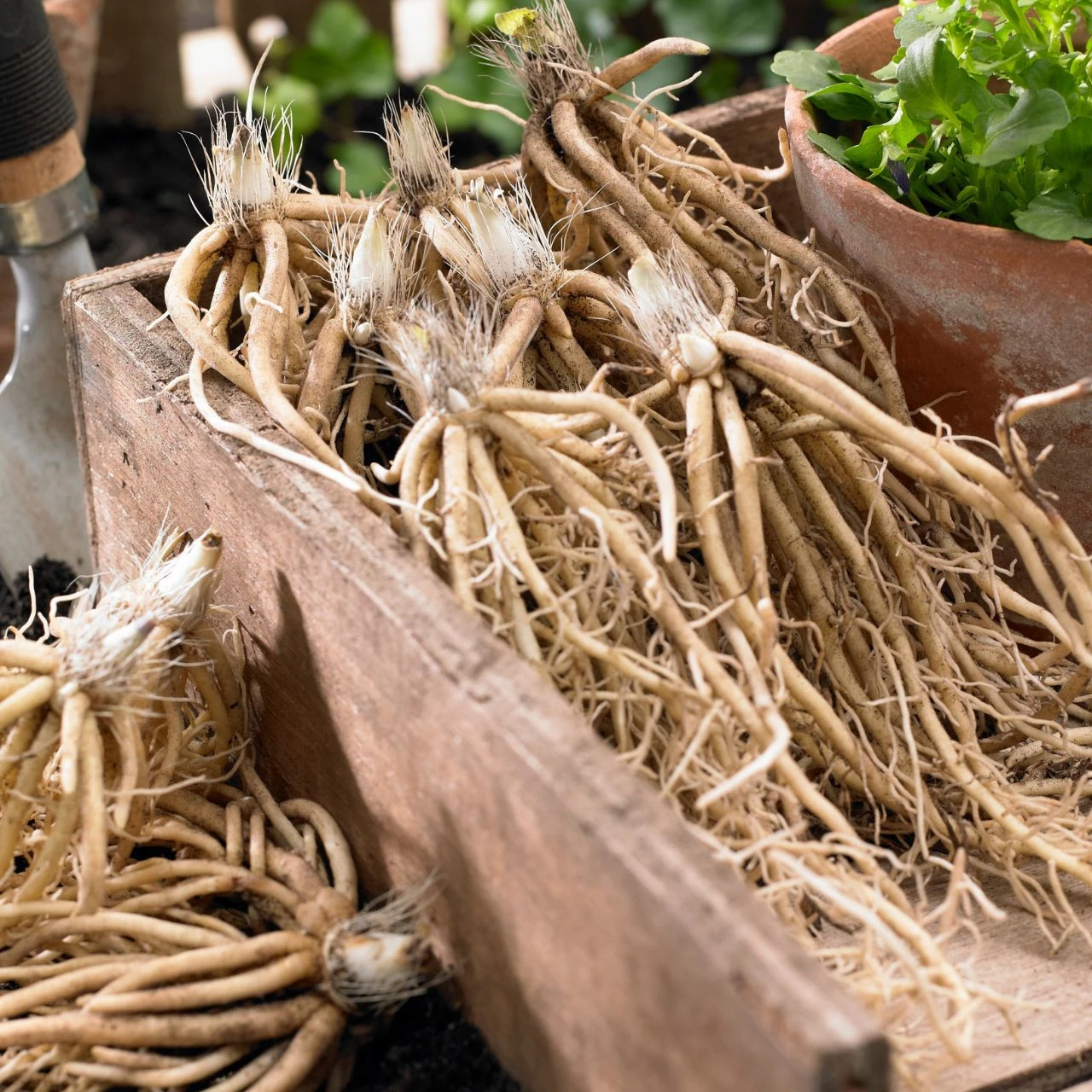 Hosta Large Leaf Tokudama Flavocircinalis - Image 2