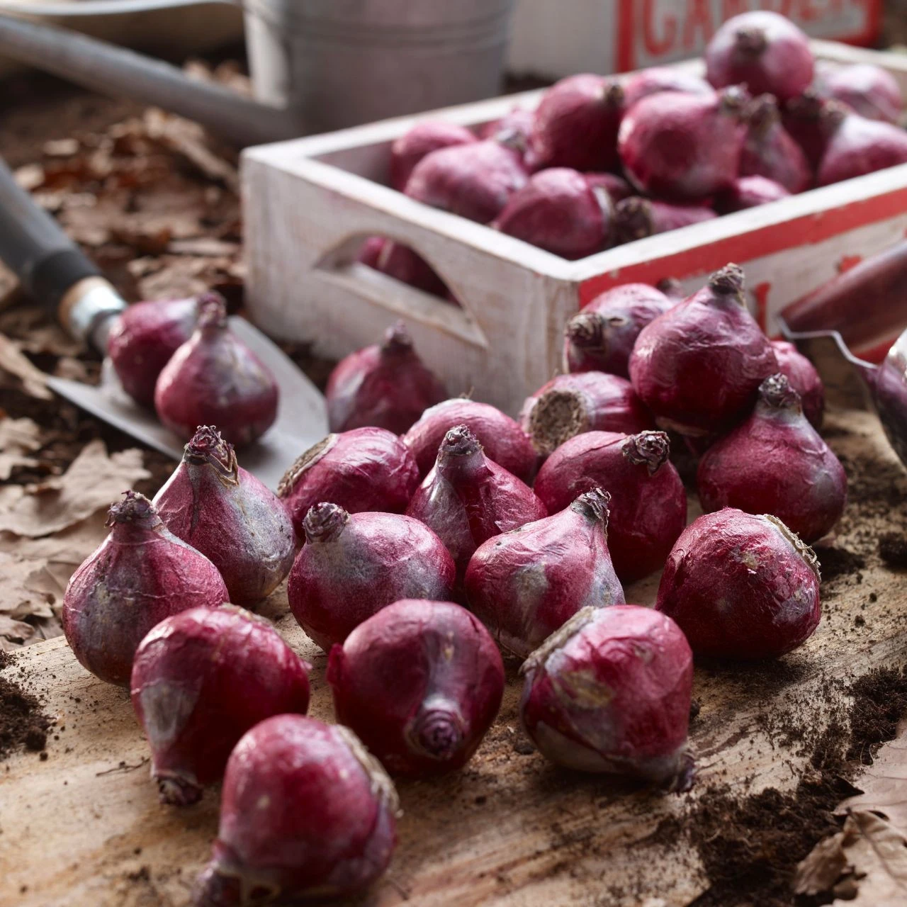 Hyacinth Orientalis Blue Trophy - Image 2