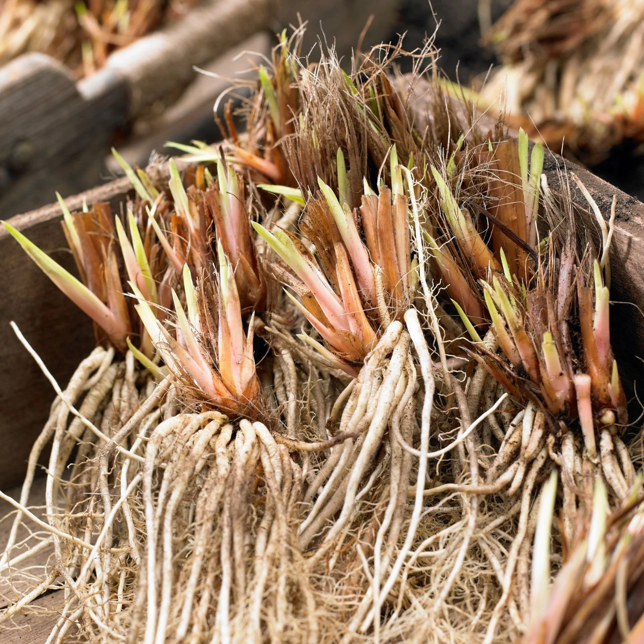 Iris Siberica Concord Crush - Image 2