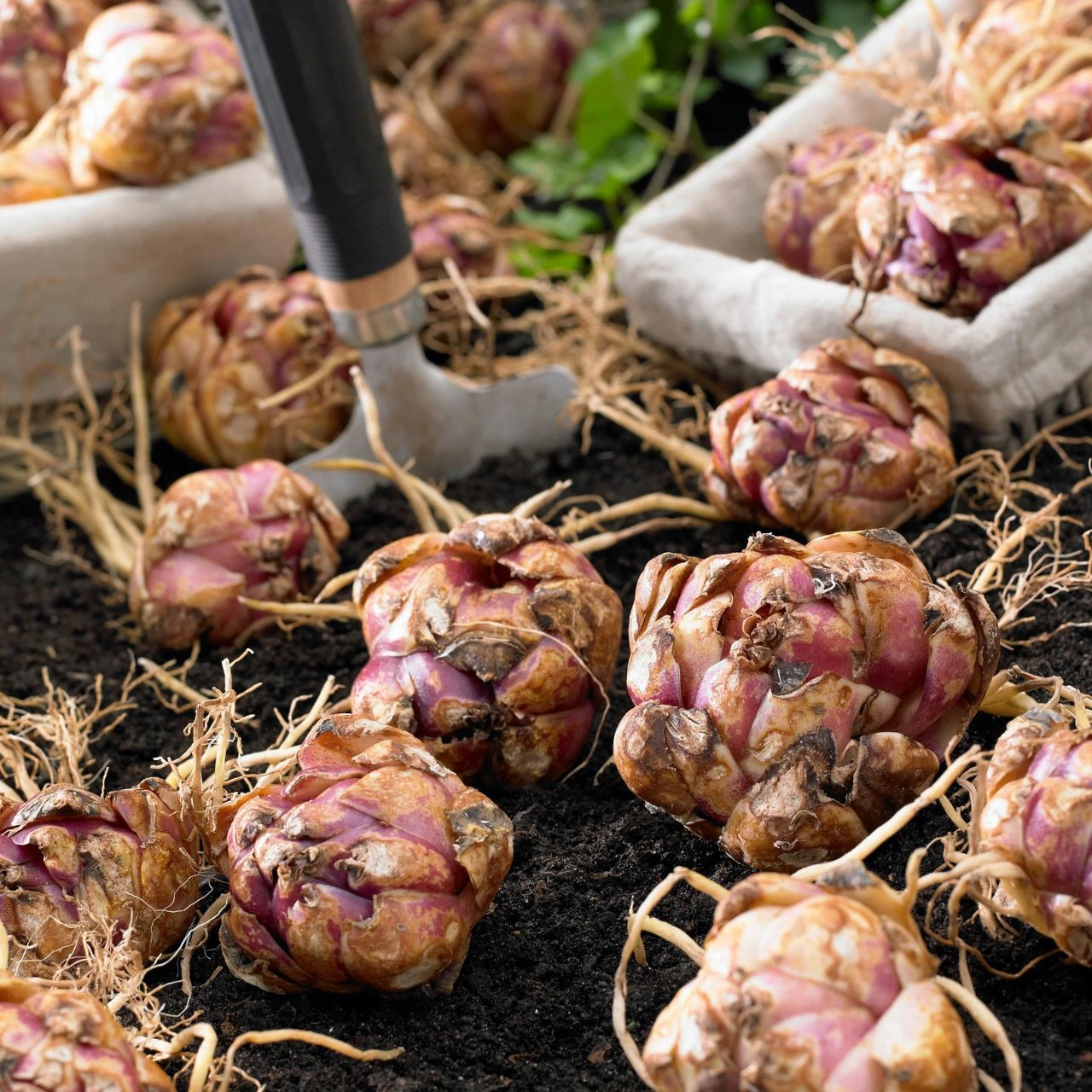 Lily Oriental Trumpet (OT) Scheherazade - Image 5