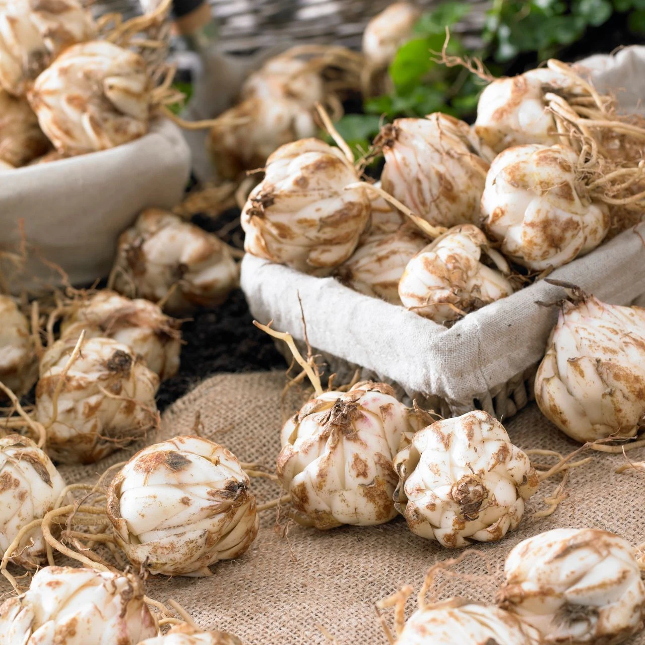 Lily Longiflorum Asiatic (LA) Serrada - Image 2