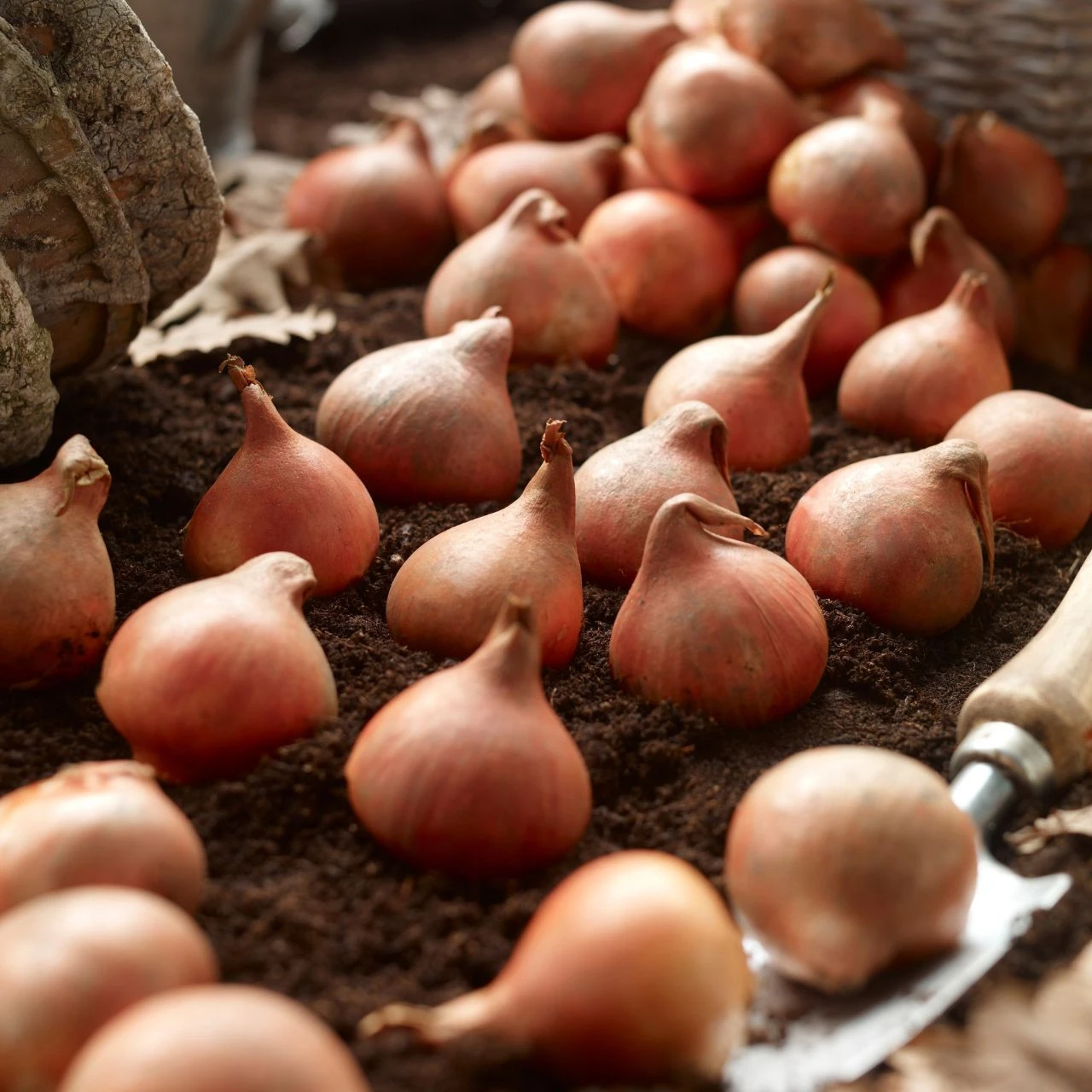 Tulip Rasta Parrot - Image 2